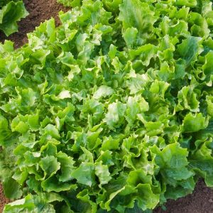 EKOLOŠKA ENDIVIJA ‘Escariol grüner’