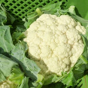 EKOLOŠKA CVETAČA ‘AMABILE‘